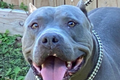 odin3