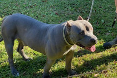 odin6